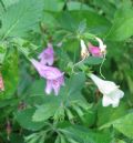 Clinopodium grandiflorum